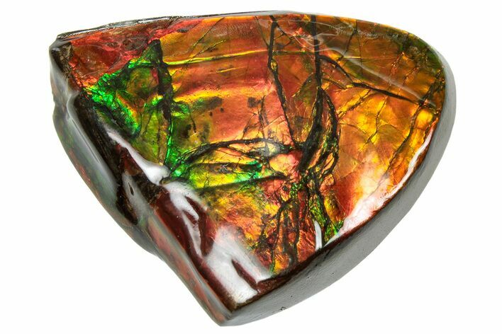 Iridescent Ammolite (Fossil Ammonite Shell) - Double Sided #310330